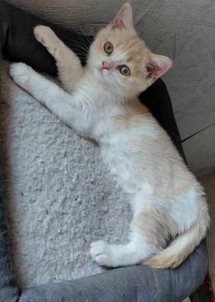 Britisch Kurzhaar Kitten