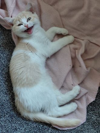 Britisch Kurzhaar Kitten