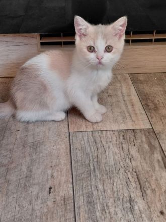Britisch Kurzhaar Kitten