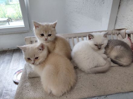 Britisch Kurzhaar Kitten
