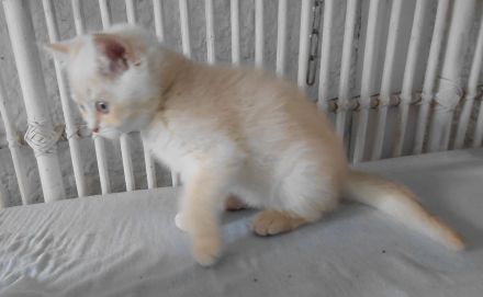 Britisch Kurzhaar Kitten