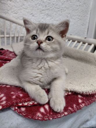 Britisch Kurzhaar Kitten