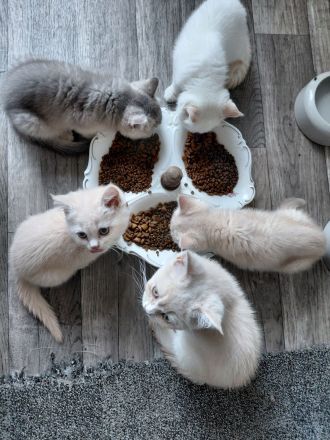 Britisch Kurzhaar Kitten
