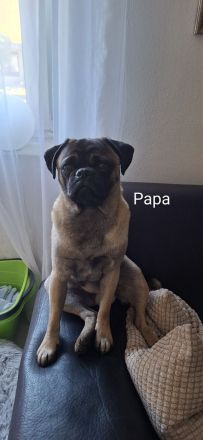 Retromops-Welpen | Sportliche Linie | Längere Schnauze | Familienaufzucht