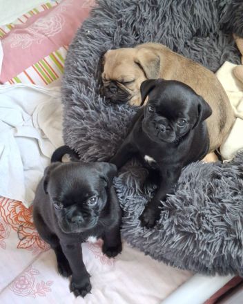Retromops-Welpen | Sportliche Linie | Längere Schnauze | Familienaufzucht
