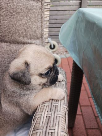 Retromops-Welpen | Sportliche Linie | Längere Schnauze | Familienaufzucht