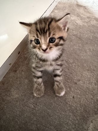 3 süße Kater, geboren am 25.05suchen ein liebevolles Zuhause 13.08.2026 abholbereit