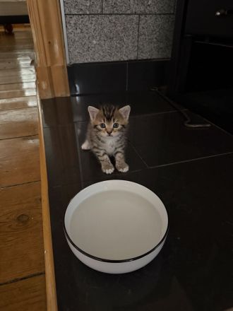 3 süße Kater, geboren am 25.05suchen ein liebevolles Zuhause 13.08.2026 abholbereit