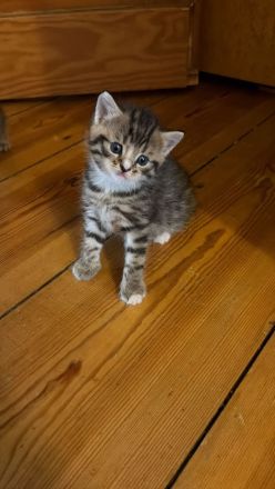 3 süße Kater, geboren am 25.05suchen ein liebevolles Zuhause 13.08.2026 abholbereit