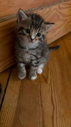 3 süße Kater, geboren am 25.05suchen ein liebevolles Zuhause 13.08.2026 abholbereit