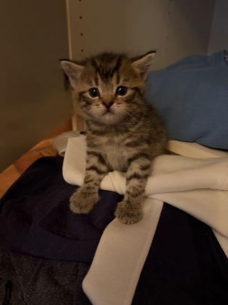 3 süße Kater, geboren am 25.05suchen ein liebevolles Zuhause 13.08.2026 abholbereit