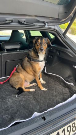 Sensibler SAMMY verliert sein Zuhause