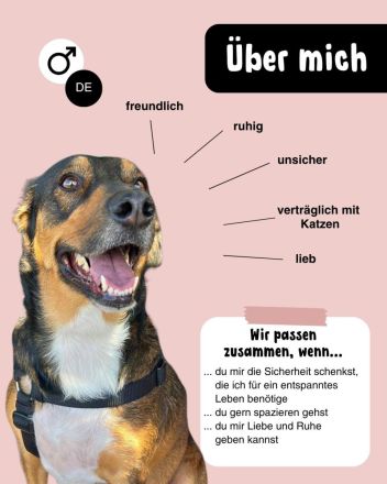 Sensibler SAMMY verliert sein Zuhause