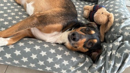 Sensibler SAMMY verliert sein Zuhause