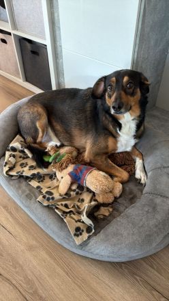 Sensibler SAMMY verliert sein Zuhause