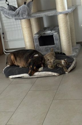 Sensibler SAMMY verliert sein Zuhause