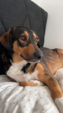 Sensibler SAMMY verliert sein Zuhause