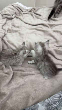 BKH Kitten | Kater & Kätzinnen Silver Shaded