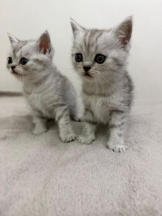BKH Kitten | Kater & Kätzinnen Silver Shaded