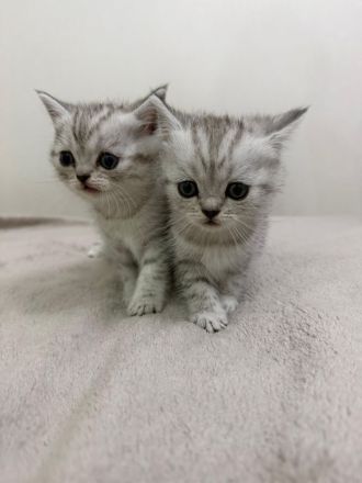 BKH Kitten | Kater & Kätzinnen Silver Shaded