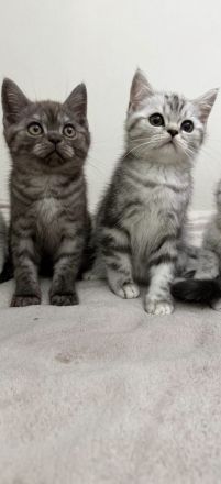 BKH Kitten | 2 Süße Kater abzugeben