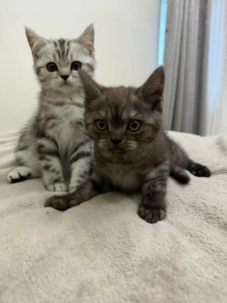 BKH Kitten | 2 Süße Kater abzugeben