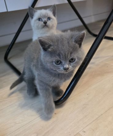 Britisch Kurzhaar (BKH) Kitten – Blue & Colorpoint – Leipzig