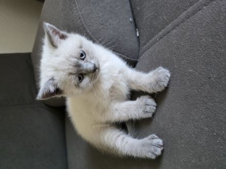 BKH Colorpoint Kater sucht ein liebevolles Zuhause