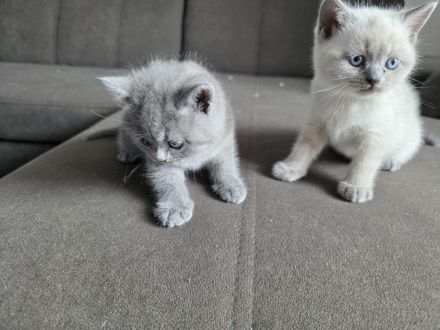 Britisch Kurzhaar (BKH) Kitten – Blue & Colorpoint – Leipzig
