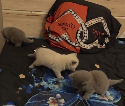 Britisch Kurzhaar (BKH) Kitten – Blue & Colorpoint – Leipzig