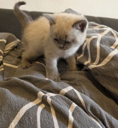 Britisch Kurzhaar (BKH) Kitten – Blue & Colorpoint – Leipzig