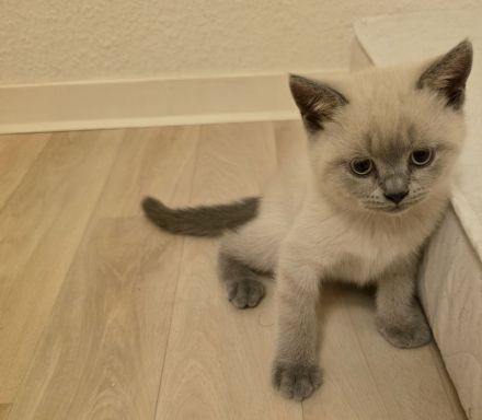 BKH Colorpoint Kater sucht ein liebevolles Zuhause