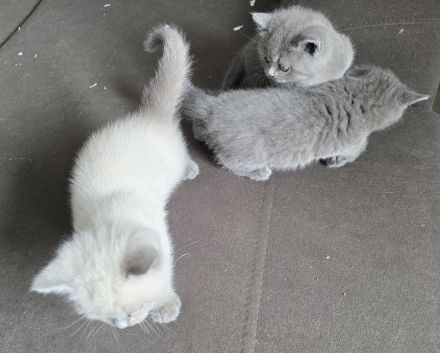 Britisch Kurzhaar (BKH) Kitten – Blue & Colorpoint – Leipzig