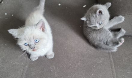 Britisch Kurzhaar (BKH) Kitten – Blue & Colorpoint – Leipzig