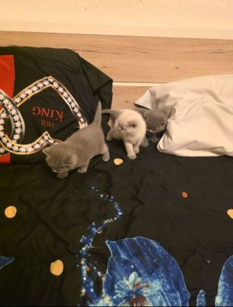 Britisch Kurzhaar (BKH) Kitten – Blue & Colorpoint – Leipzig