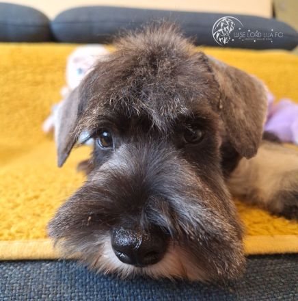 Zwergschnauzer FCI