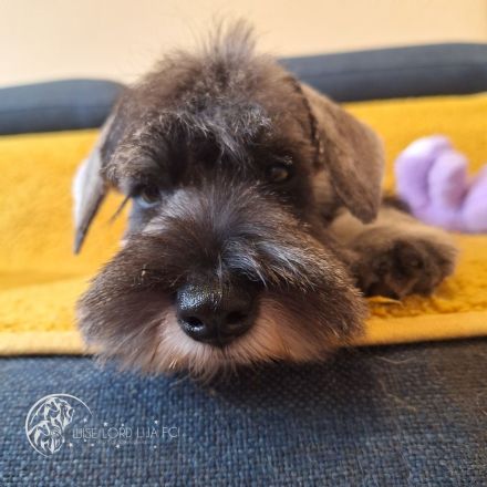 Zwergschnauzer FCI