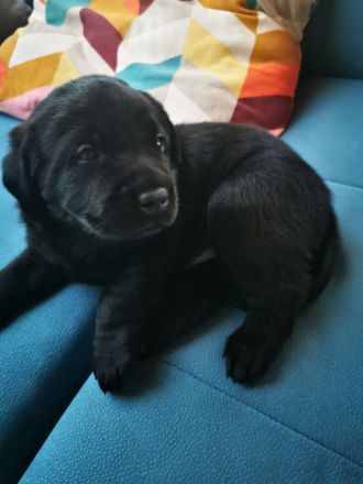 Labrador Welpe