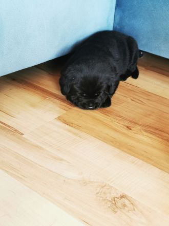 Labrador Welpe