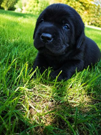 Labrador Welpe