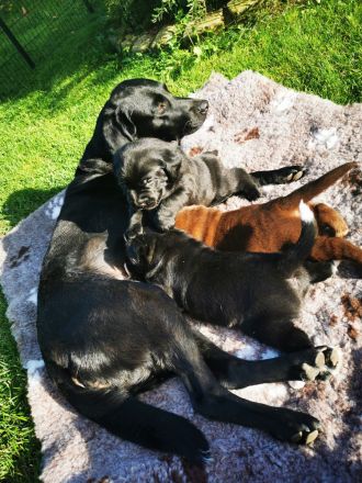 Labrador Welpe