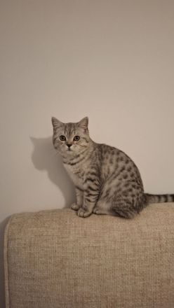 Wunderschönen Kater zu verkaufen