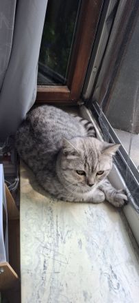 Wunderschönen Kater plus Zubehör zu verkaufen
