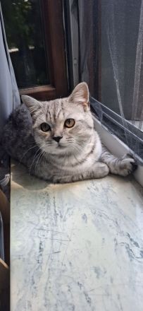 Wunderschönen Kater plus Zubehör zu verkaufen