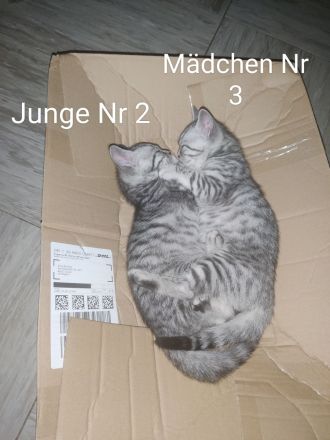 BKH/Ekh Mix Kitten