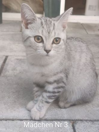 BKH/Ekh Mix Kitten