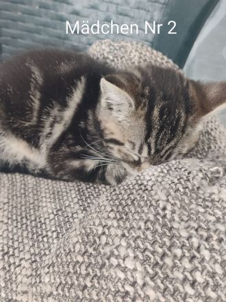 BKH/Ekh Mix Kitten