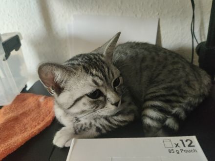 Bkh/Ekh Katerchen