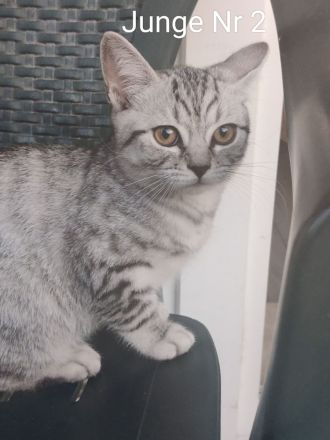 BKH/Ekh Mix Kitten