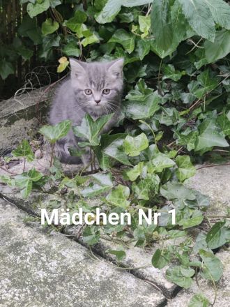 BKH/Ekh Mix Kitten